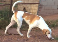 /album/trackingdogs/a6-250x182-jpg/